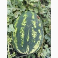 Купить Продам Купити Арбуз Кавун оптом с з поля продюсер фонтана варда