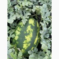 Купить Продам Купити Арбуз Кавун оптом с з поля продюсер фонтана варда