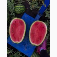 Купить Продам Купити Арбуз Кавун оптом с з поля продюсер фонтана варда