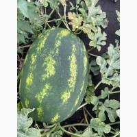 Купить Продам Купити Арбуз Кавун оптом с з поля продюсер фонтана варда