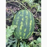 Купить Продам Купити Арбуз Кавун оптом с з поля продюсер фонтана варда