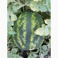 Купить Продам Купити Арбуз Кавун оптом с з поля продюсер фонтана варда
