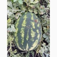 Купить Продам Купити Арбуз Кавун оптом с з поля продюсер фонтана варда