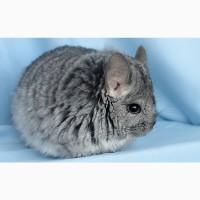 Шиншила дівчинка Стандартна ангора з довгим хутром