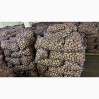 Продам семенной картофель отличного качества сорт Ривьера, Прадо, 2 репродукции, ост 30т