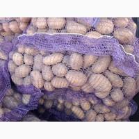 Продам семенной картофель отличного качества сорт Ривьера, Прадо, 2 репродукции, ост 30т