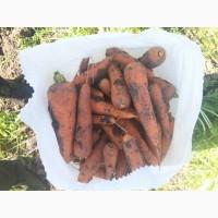 Продам товарну моркву сорт Акат Болівар в мішках по 20 кг