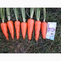 Продам товарну моркву сорт Акат Болівар в мішках по 20 кг