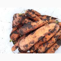 Продам товарну моркву сорт Акат Болівар в мішках по 20 кг