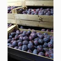 Продам сливу Президент