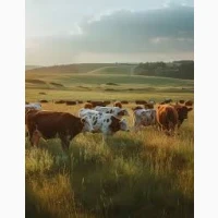 Закуповуємо на найвигідніших умовах по всій території України