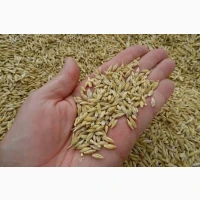 Ячмінь ярий