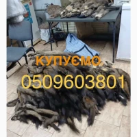 Куплю шкурки куниці лісової ДОРОГО