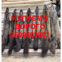 Купуємо шкіри: куниця, бобер, заєць, кріль, видра