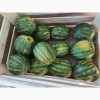 Продам кавун Талісман, Гайсинський р-он, 300 т