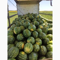 Продам кавун Талісман, Гайсинський р-он, 300 т