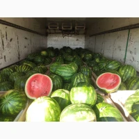 Продам кавун Талісман, Гайсинський р-он, 300 т