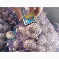 Продам Чеснок сорт Любаша 3т