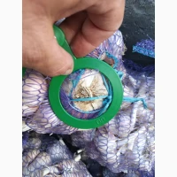 Продам Чеснок сорт Любаша 3т