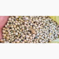 Продам горох жовтий