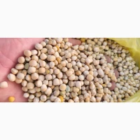Продам горох жовтий