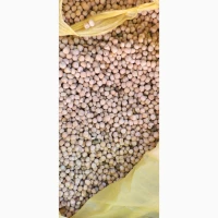 Продам горох жовтий