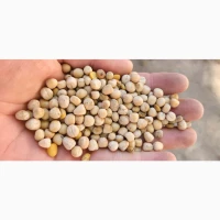 Продам горох жовтий