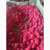 Куплю малину заморожену