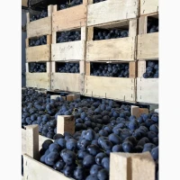 Продам столовий виноград оптом - Молдова, Сувенірний, Суручанський, до 250 тонн