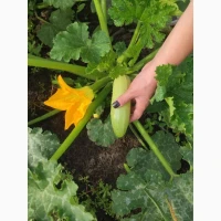 Продам кабачок