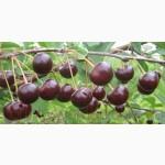 Продам 2- х летние саженцы Вишни