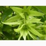 Цвет граба настойка (Carpinus betulus)