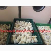 Бройлер КОББ 500