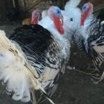 Продам племенного индюка