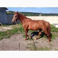 Жеребая кобыла УВП