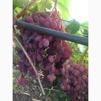 Продам виноград столовых сортов оптом с поля