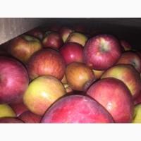 Продаем яблоки товарные и промпереработка врожай 2026 року. НДС