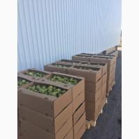 Продаем яблоки товарные и промпереработка врожай 2026 року. НДС