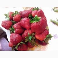 Продам саженцы клубники