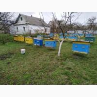 Продам бджіл (можливий варіант з вуликами)
