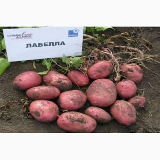 Продаем семенной картофель Лабелла I репродукции. Отправка по всей Украине