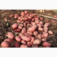 Продаем семенной картофель Лабелла I репродукции. Отправка по всей Украине