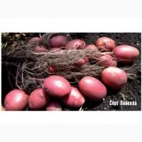 Продаем семенной картофель Лабелла I репродукции. Отправка по всей Украине