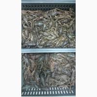 Продам раки