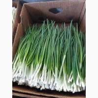 Зеленый лук (перо)