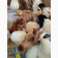 Продам цыплят, утят, гусят, индюшат