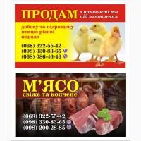 Продам підрощеного бройлера