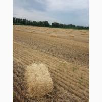 Продам солому в тюках