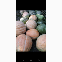 Продам гарбузи