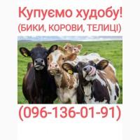 Куплю ВРХ у Вінницькій, Хмельницькій, Житомирській, Черкаській областях